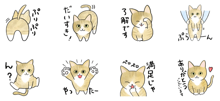 猫のあやめさん